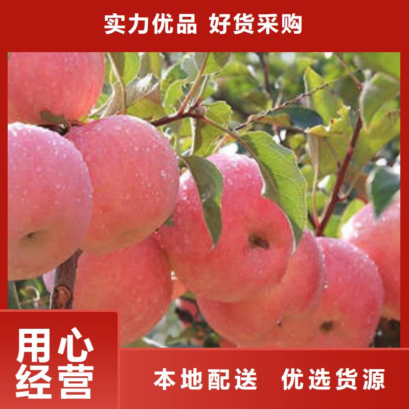 红富士苹果,【苹果种植基地苹果种植基地】客户信赖的厂家