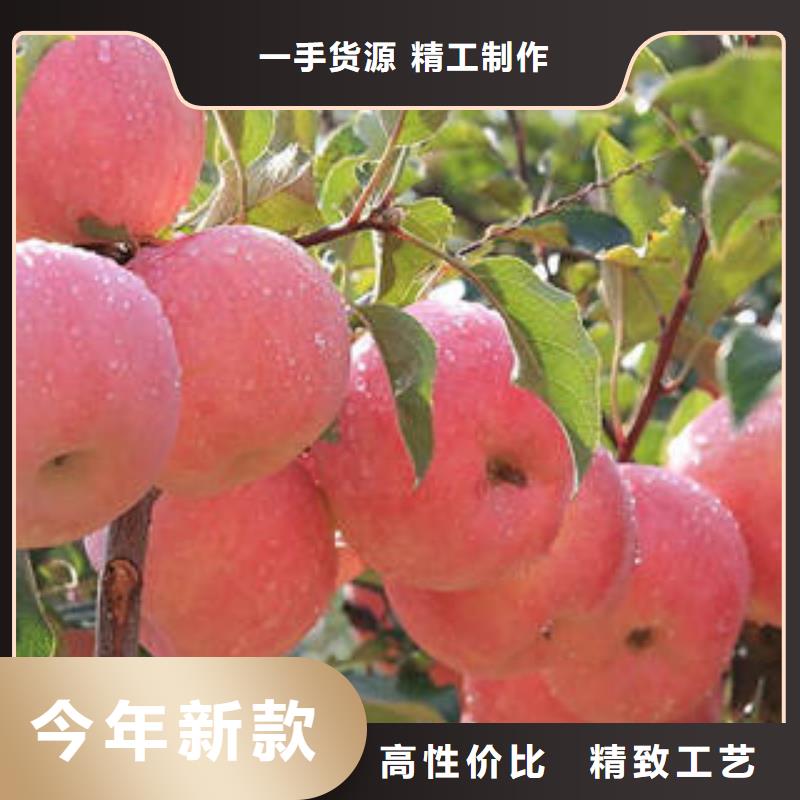 【红富士苹果】-嘎啦苹果供货及时