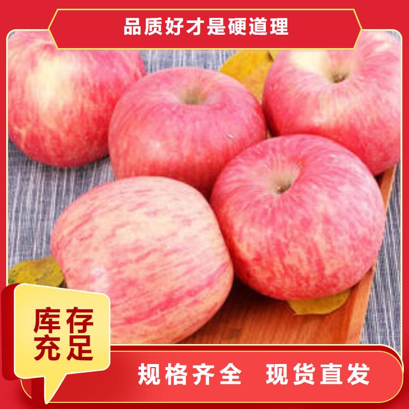 【红富士苹果】苹果种植基地设备齐全支持定制