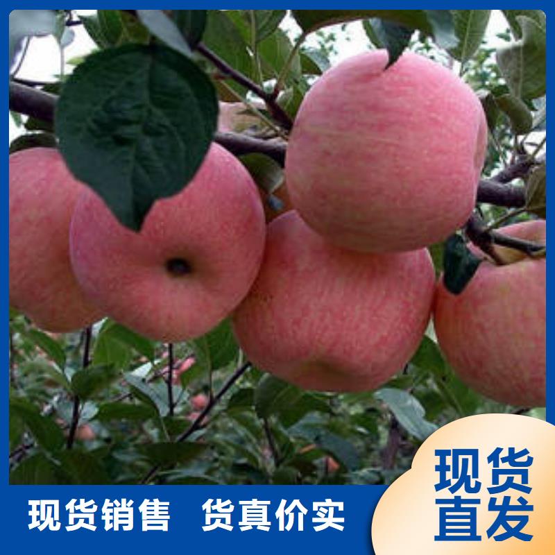 红富士苹果-苹果种植基地商家直供