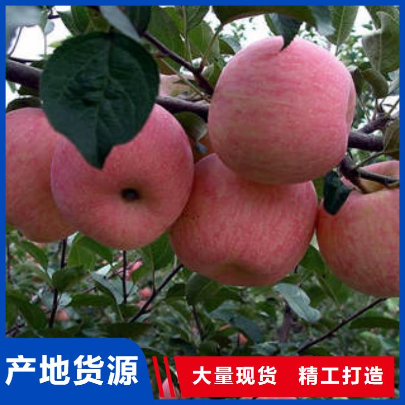 红富士苹果多种优势放心选择