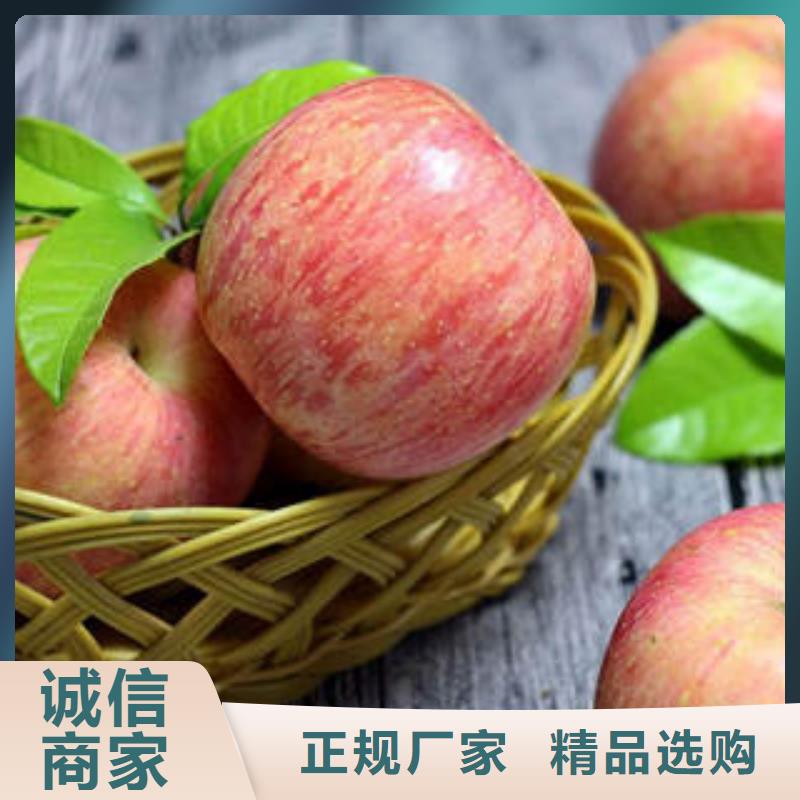 【红富士苹果】-苹果种植基地品质保障价格合理