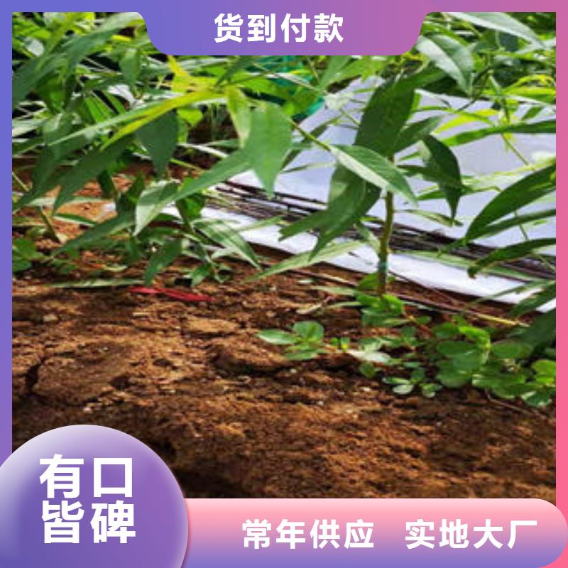 桃树苗-蓝莓苗敢与同行比价格