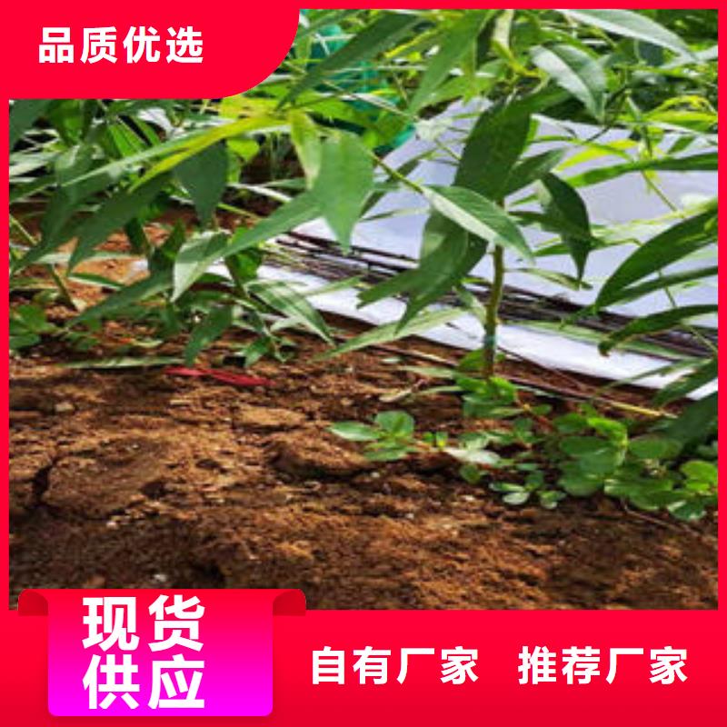 桃树苗花椒苗全新升级品质保障