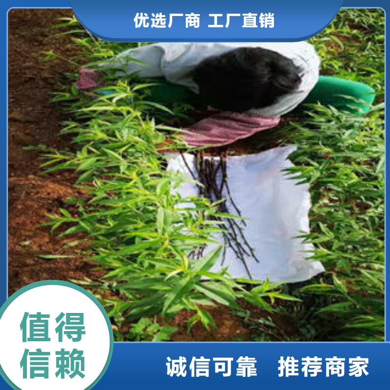 【桃树苗蓝莓苗欢迎来厂考察】