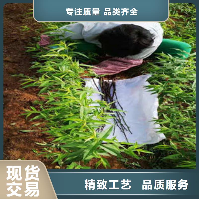 桃树苗蓝莓苗生产加工