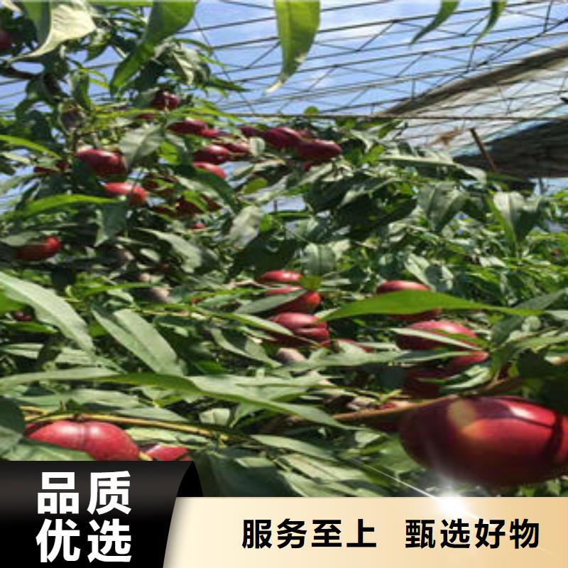 桃树苗花椒苗实力商家推荐