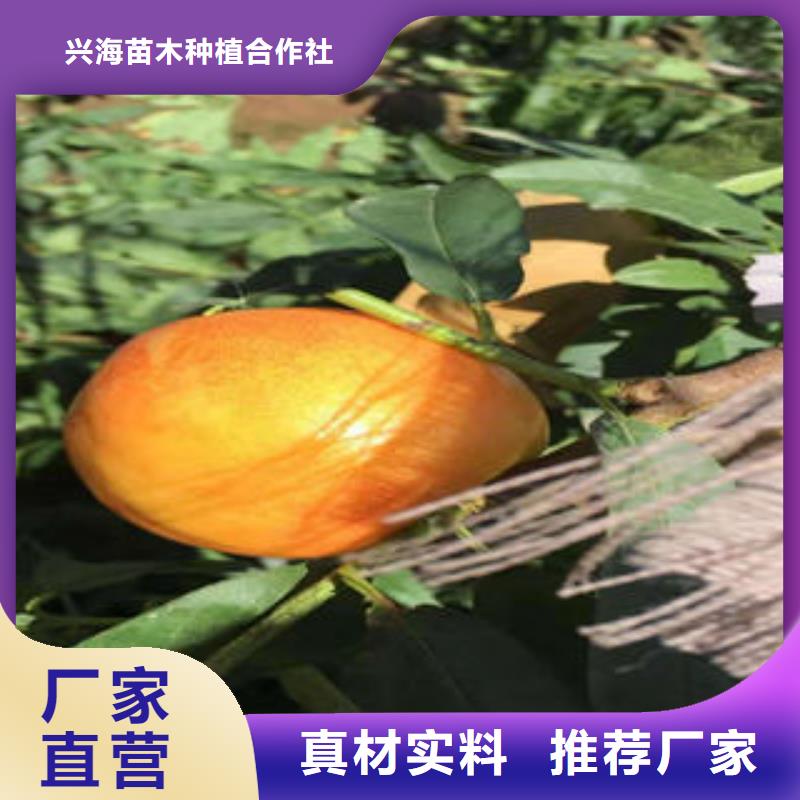 桃树苗_【苹果苗】质量层层把关