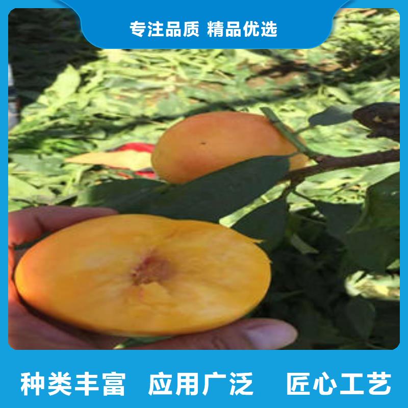 桃树苗【苹果苗】诚信厂家