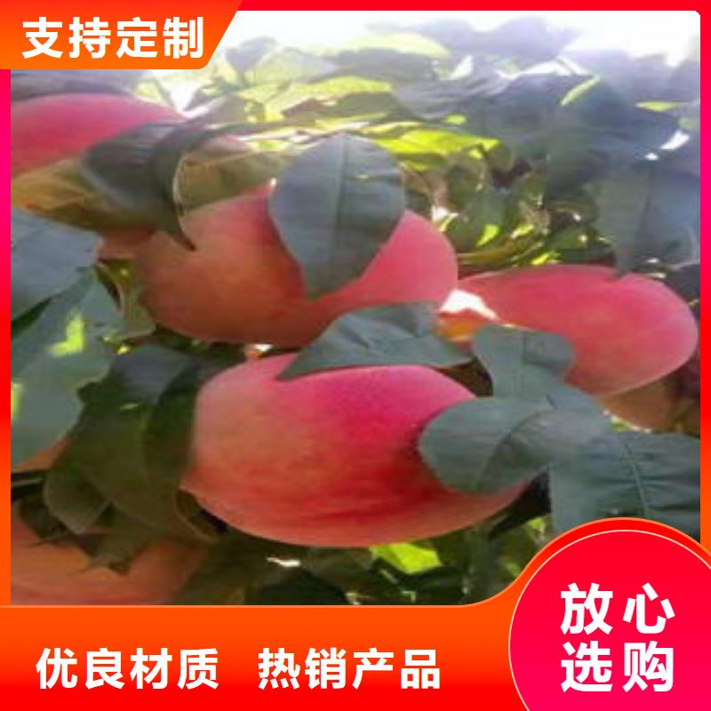 【桃树苗】蓝莓苗源头厂家