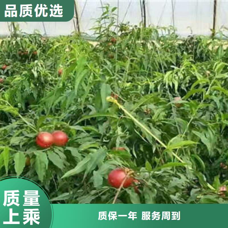 桃树苗_【梨树苗】免费获取报价