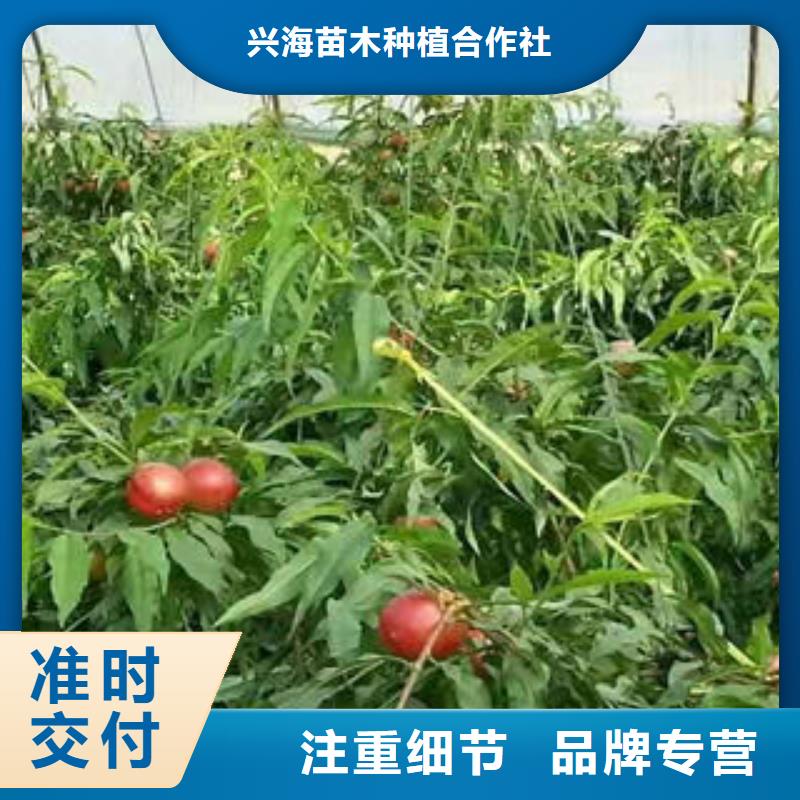 桃树苗-蓝莓苗敢与同行比价格