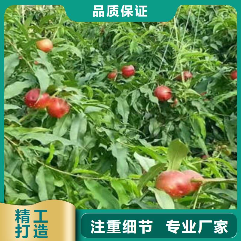 桃树苗-蓝莓苗敢与同行比价格