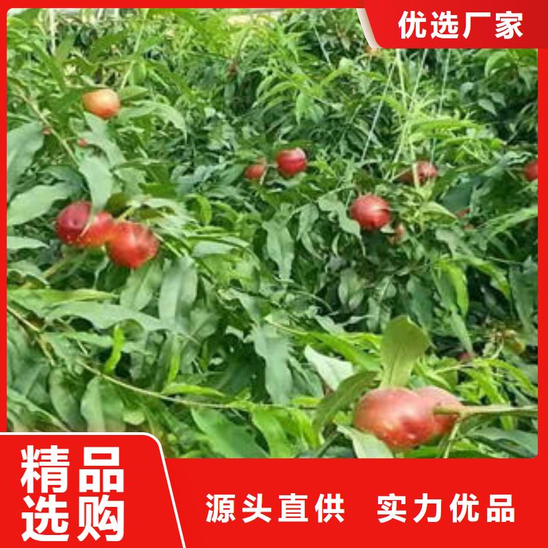 桃树苗-【蓝莓苗】精选货源