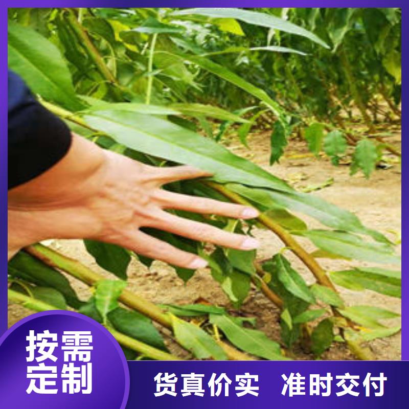 桃树苗,【苹果苗】供应商