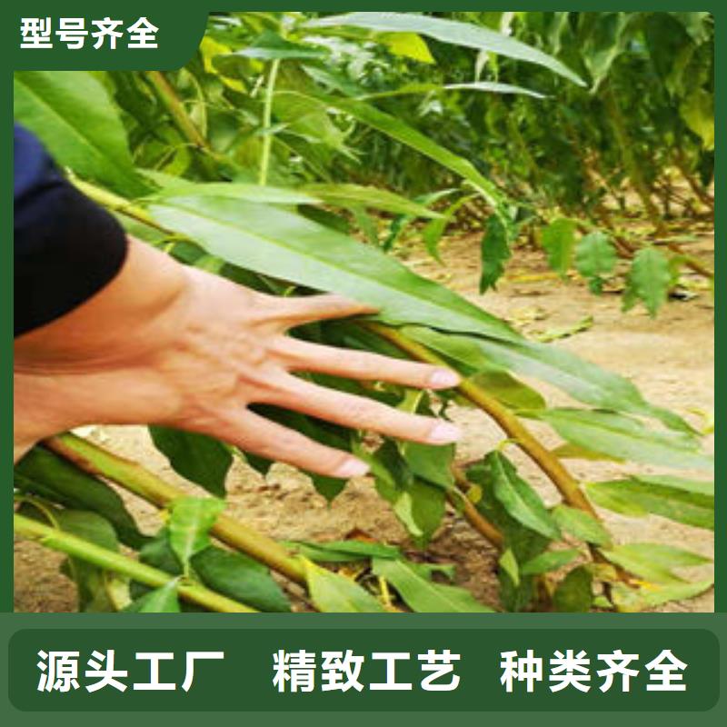 桃树苗【苹果苗】诚信厂家