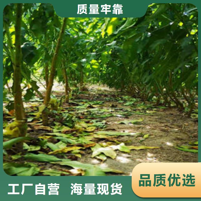 桃树苗_【苹果苗】质量层层把关