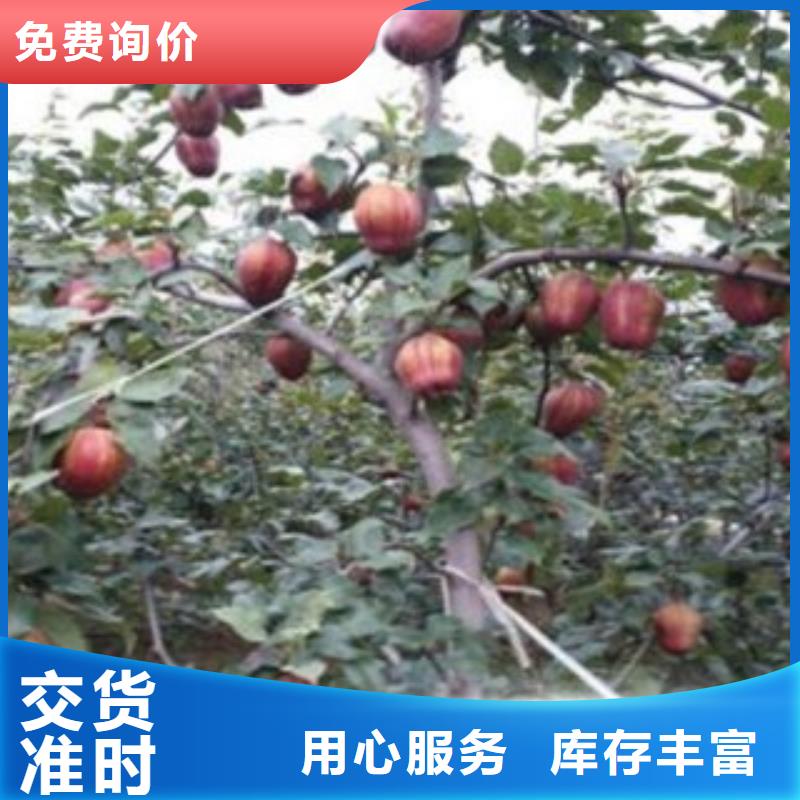 【梨树苗蓝莓苗款式新颖】