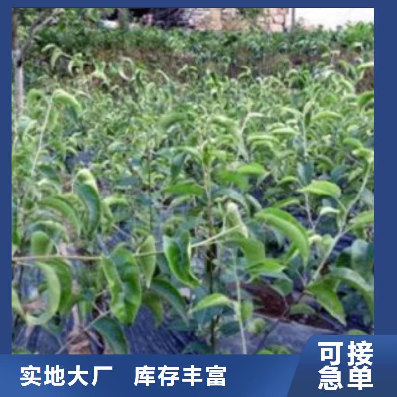 梨树苗【苹果苗】价格公道合理