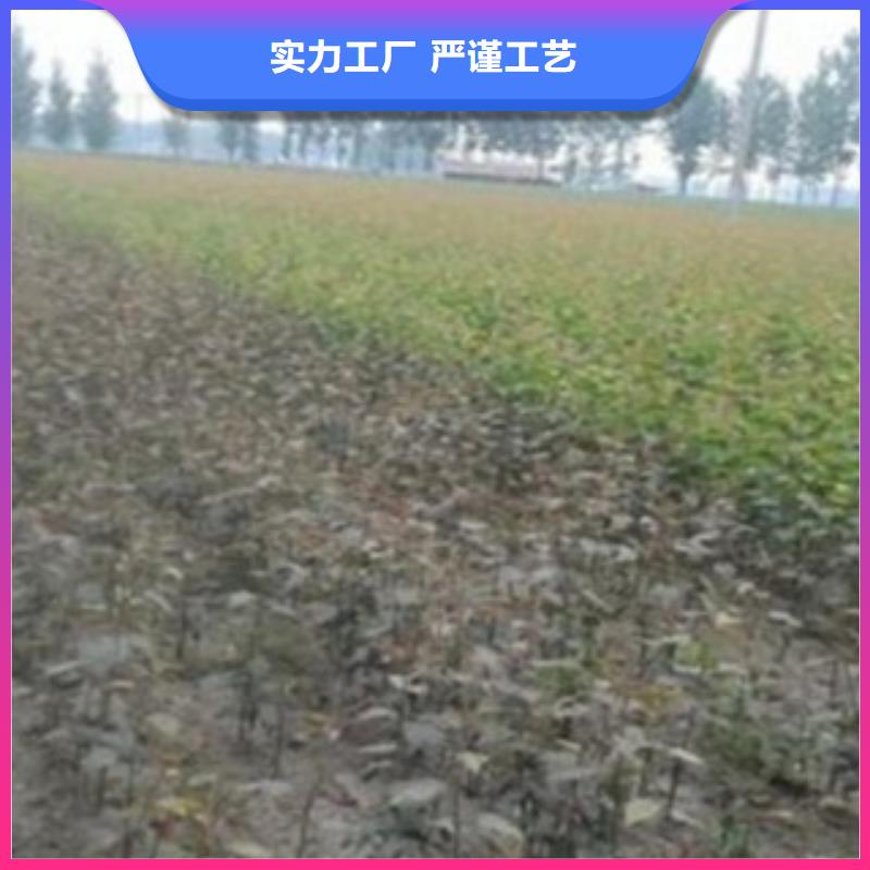 梨树苗【苹果苗】用途广泛