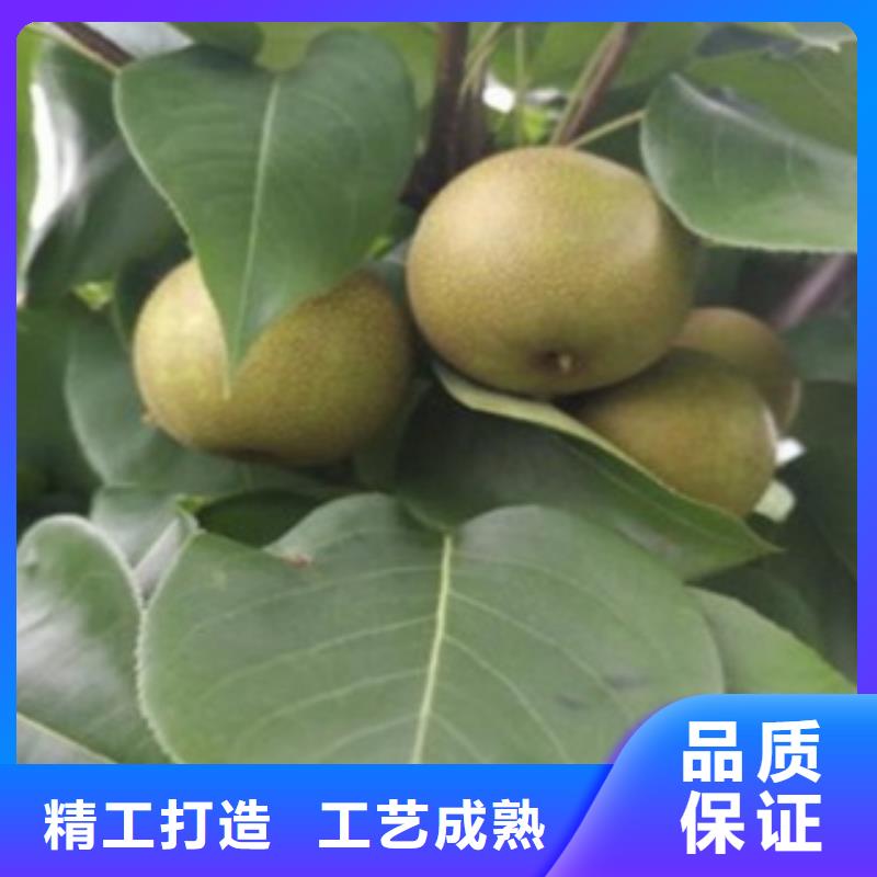 梨树苗,蓝莓苗应用范围广泛