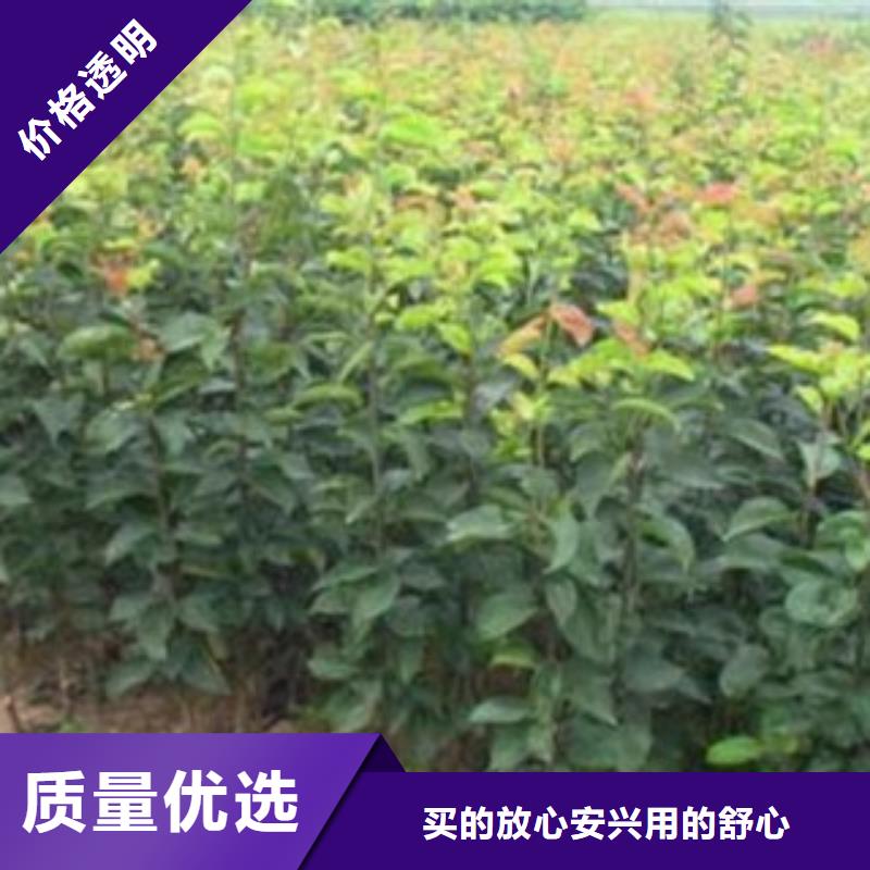 【梨树苗蓝莓苗款式新颖】