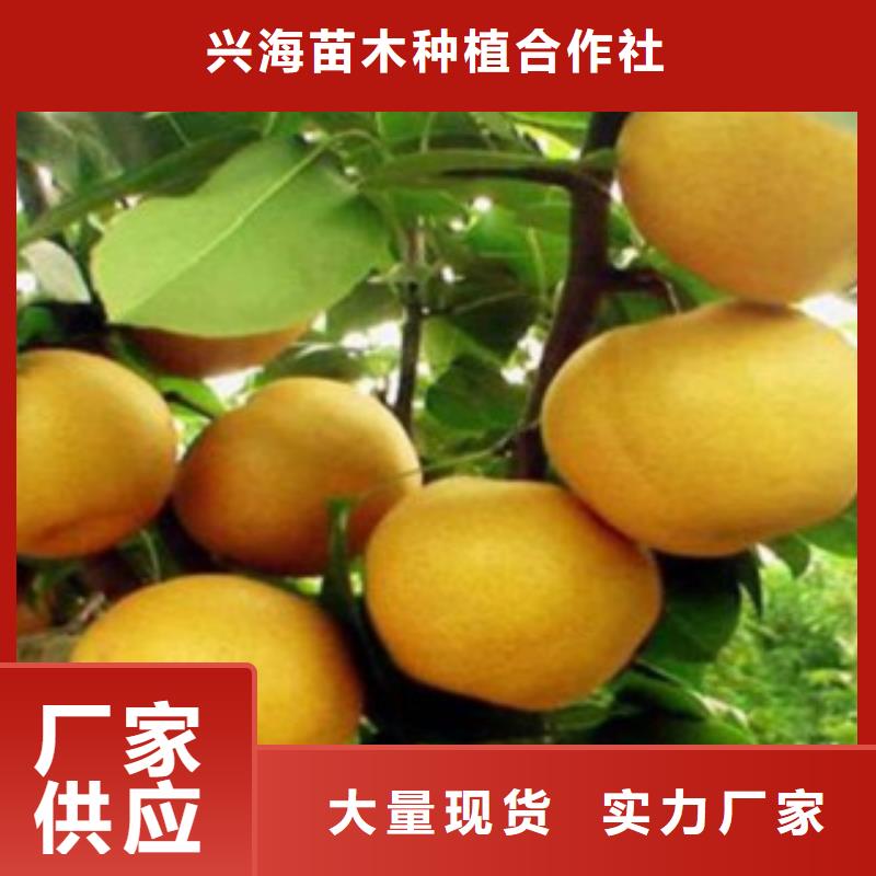 【梨树苗】蓝莓苗市场行情