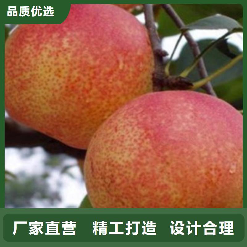 【梨树苗】蓝莓苗支持定制加工