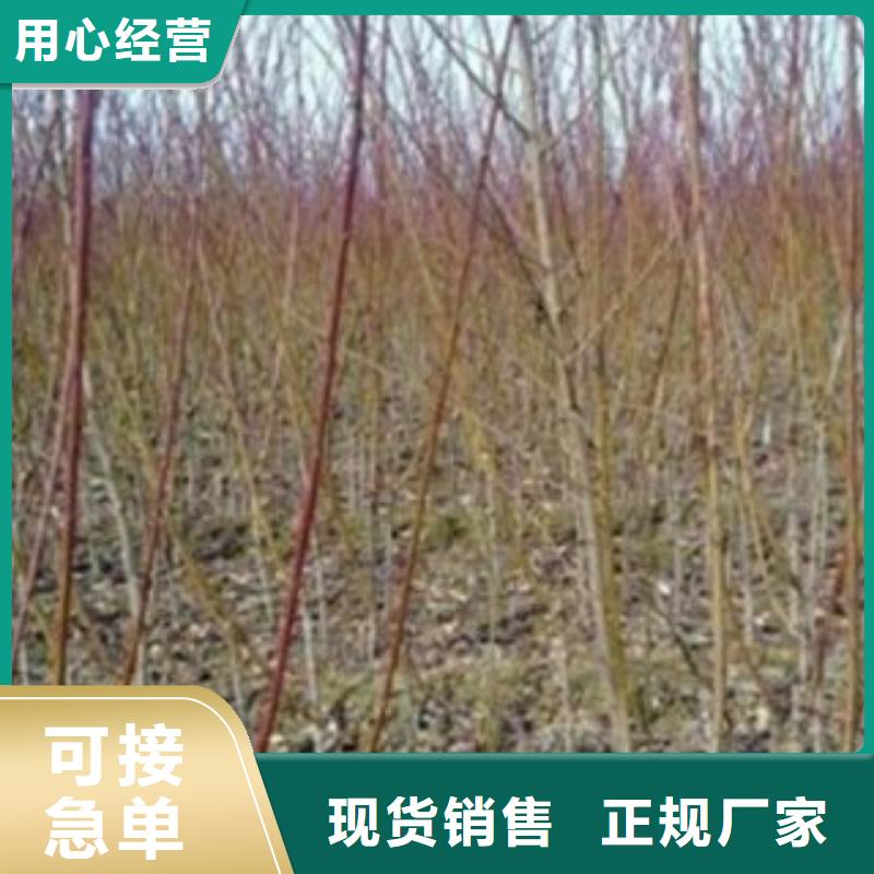 【梨树苗花椒苗厂家直接面向客户】