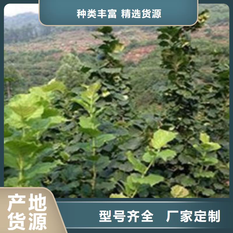 【梨树苗花椒苗现货齐全售后无忧】