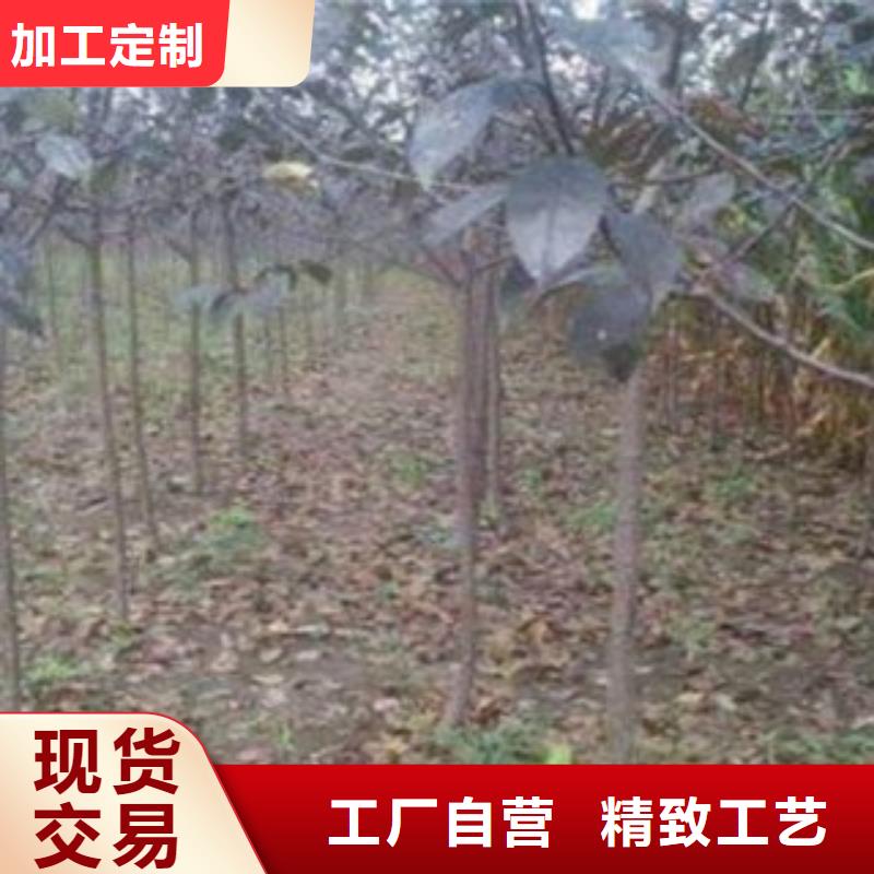 梨树苗【苹果苗】价格公道合理