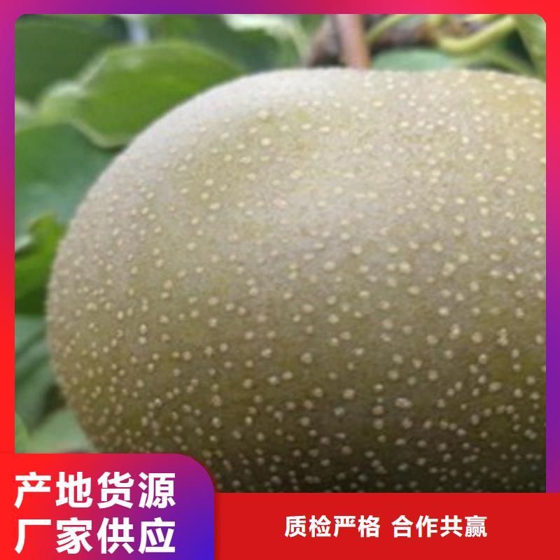 梨树苗【苹果苗】价格公道合理