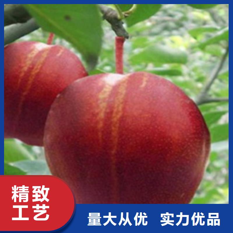 (大同)【当地】 梨树苗源头实体厂商