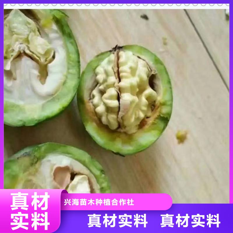 核桃苗梨树苗敢与同行比质量