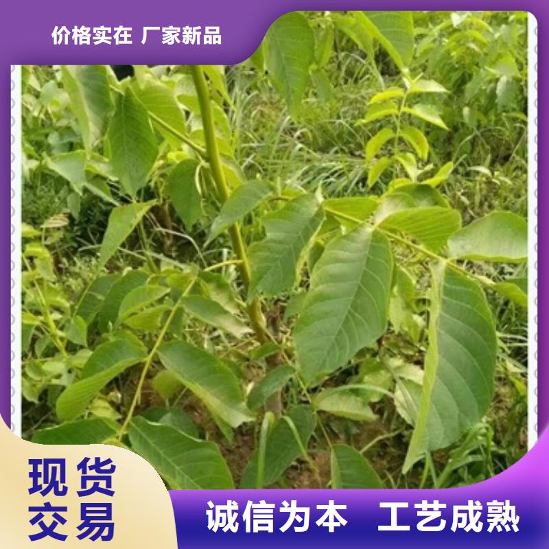 【核桃苗】蓝莓苗产地厂家直销