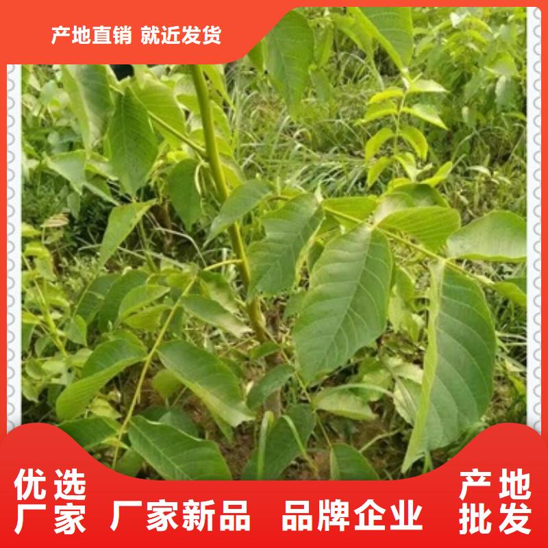 核桃苗花椒苗N年大品牌