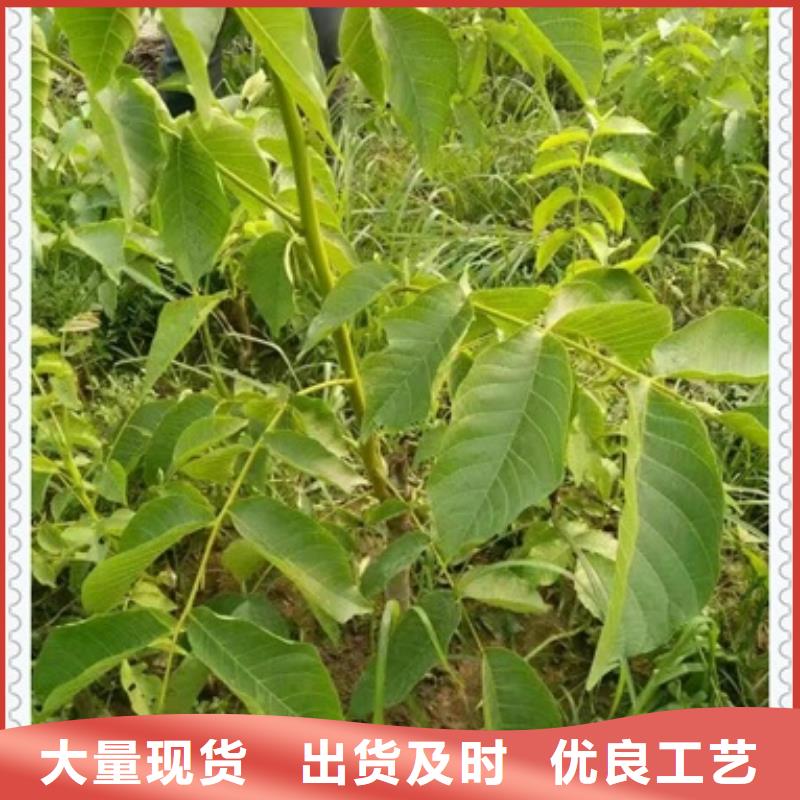 核桃苗_花椒苗实力才是硬道理