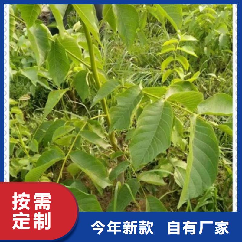 【核桃苗】蓝莓苗敢与同行比质量