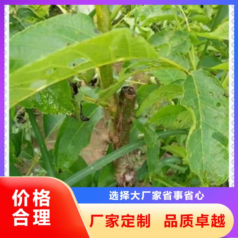 【核桃苗】花椒苗满足您多种采购需求