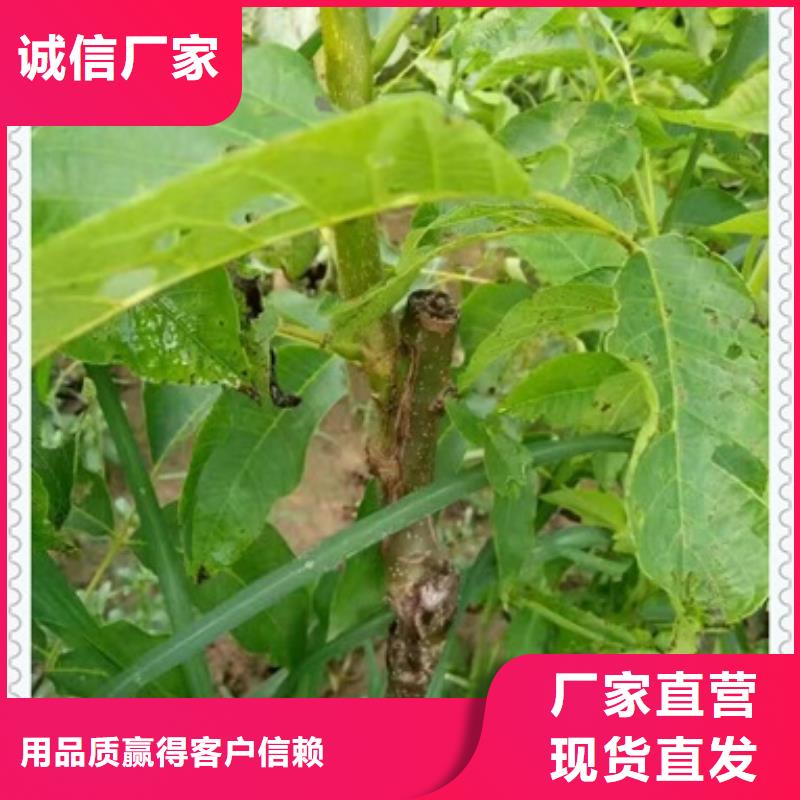 核桃苗山楂苗工厂直营