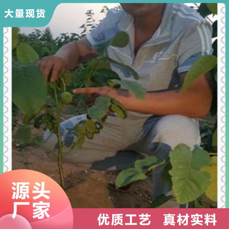 【核桃苗】梨树苗质量优价格低