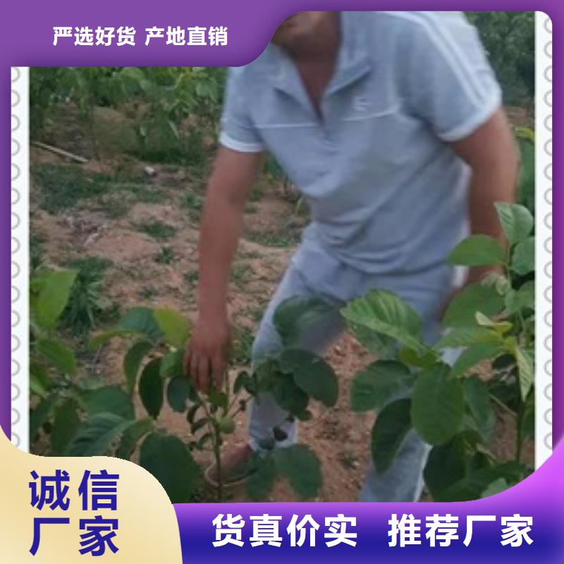 核桃苗苹果苗实力厂家直销