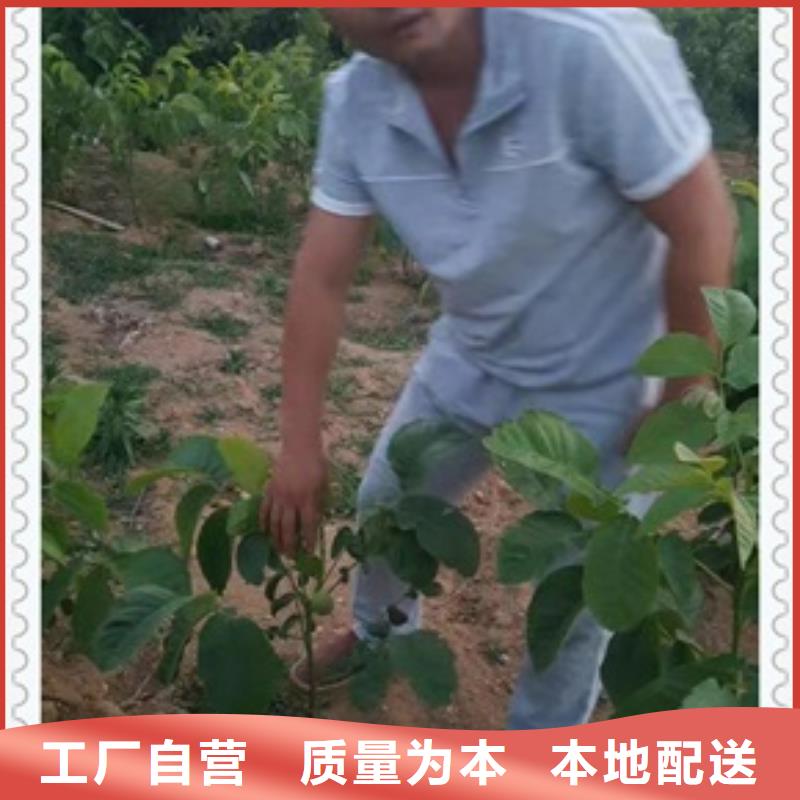 核桃苗_花椒苗推荐商家