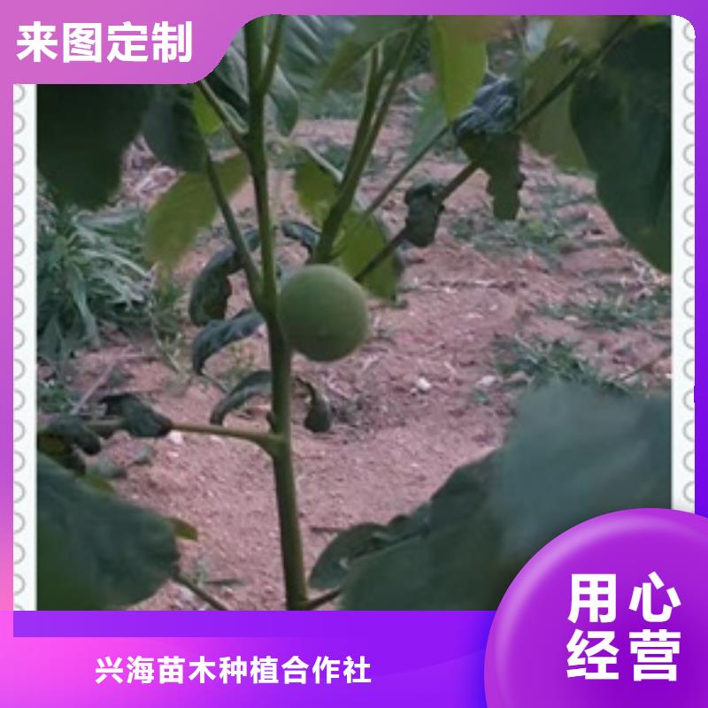 【核桃苗】蓝莓苗产地厂家直销