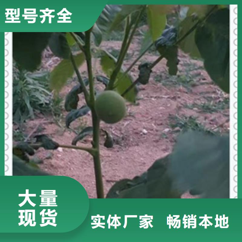 【核桃苗】花椒苗使用方法