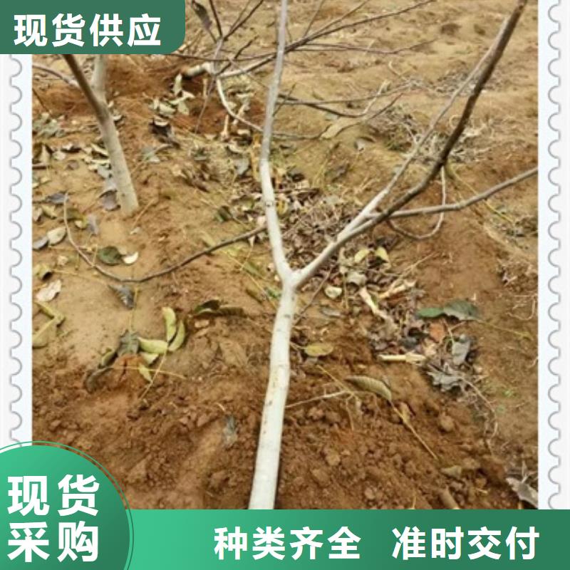 【核桃苗】蓝莓苗敢与同行比质量