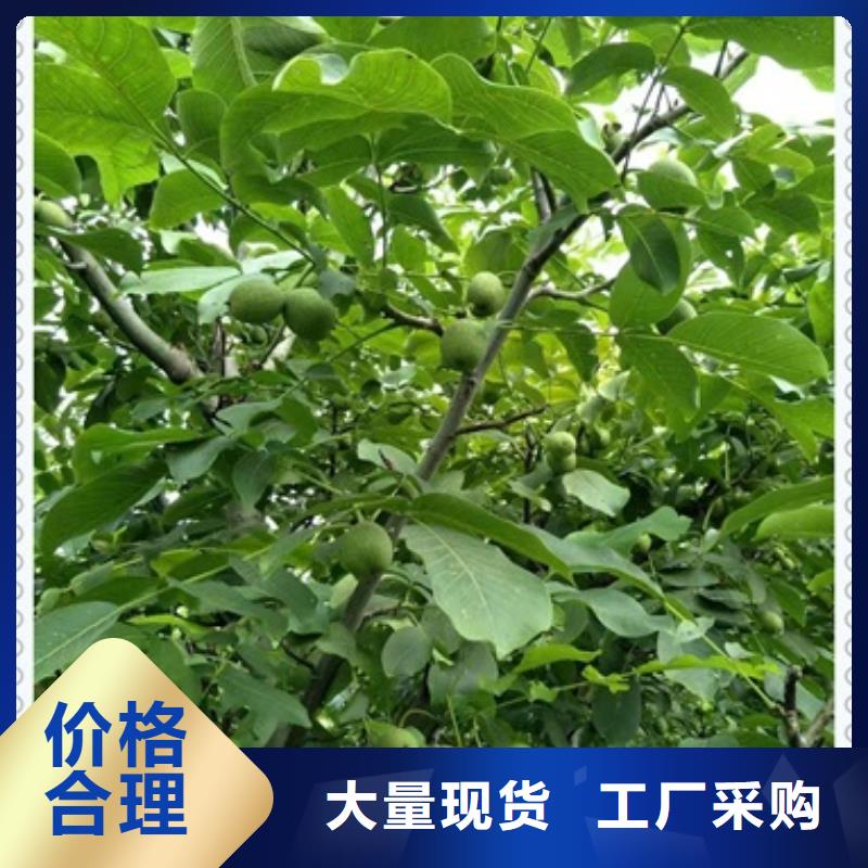 【核桃苗】花椒苗满足您多种采购需求