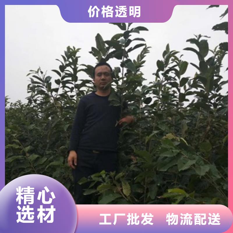 板栗苗李子苗价格实惠