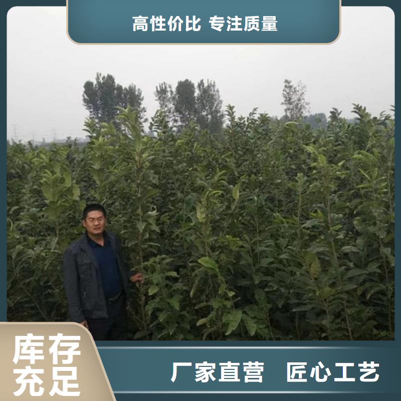 板栗苗蓝莓苗实体厂家支持定制