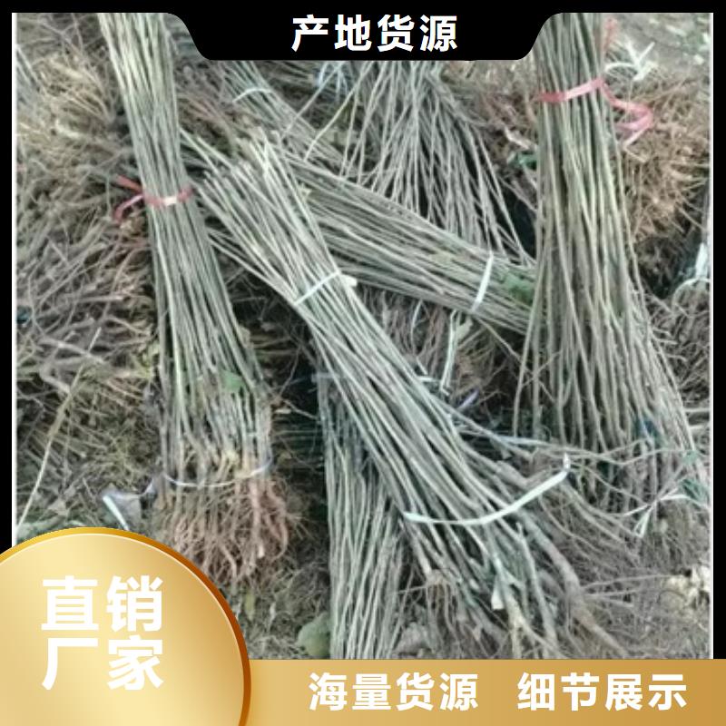 【板栗苗苹果苗好产品放心购】